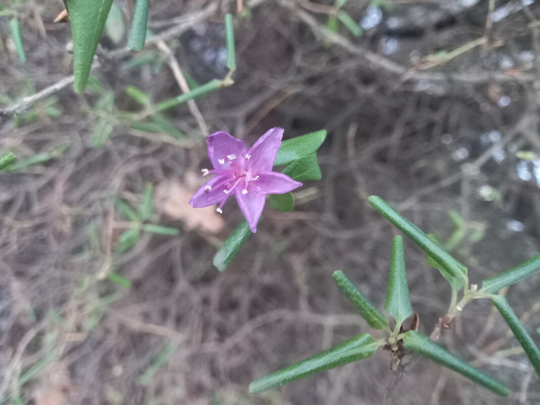 Рододендрон - Сапсан 