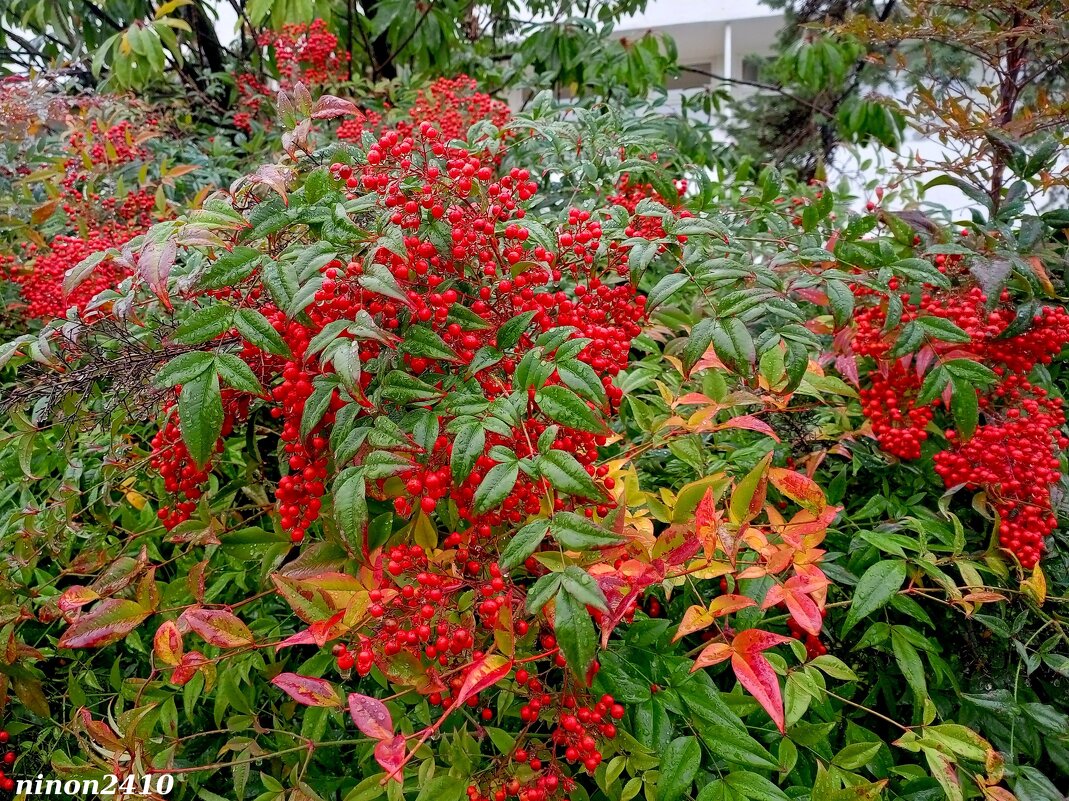 Адлер. Ноябрь... - Нина Бутко