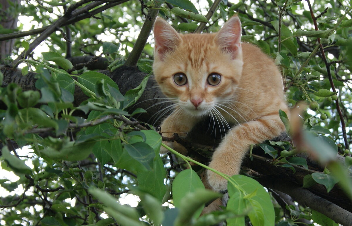 Котенок. - сергей 