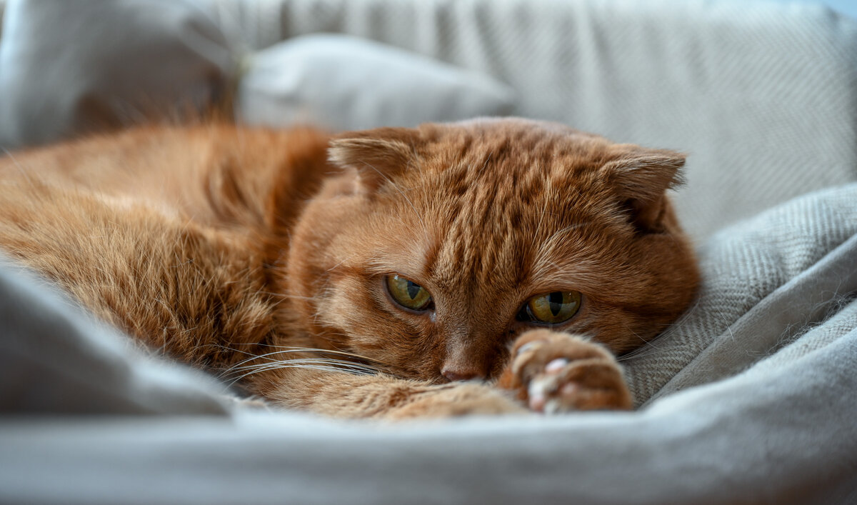 Кошачьи миры... - Вадим Кошачьи миры... - Вадим