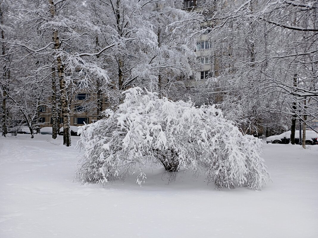После снегопада. - Лия ☼ После снегопада. - Лия ☼