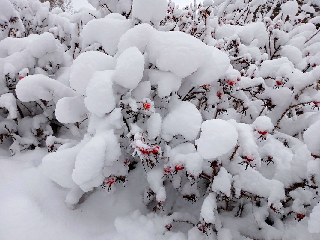 Шиповник в шубе. - Лия ☼