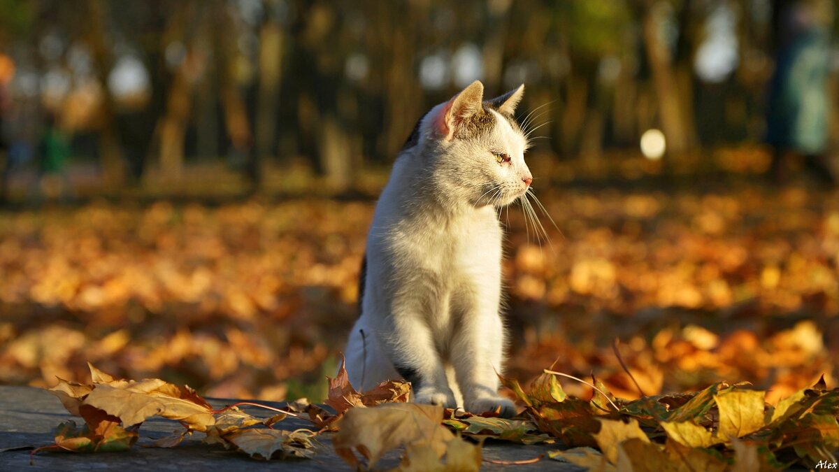 3671 - Alex . 3671 - Alex .