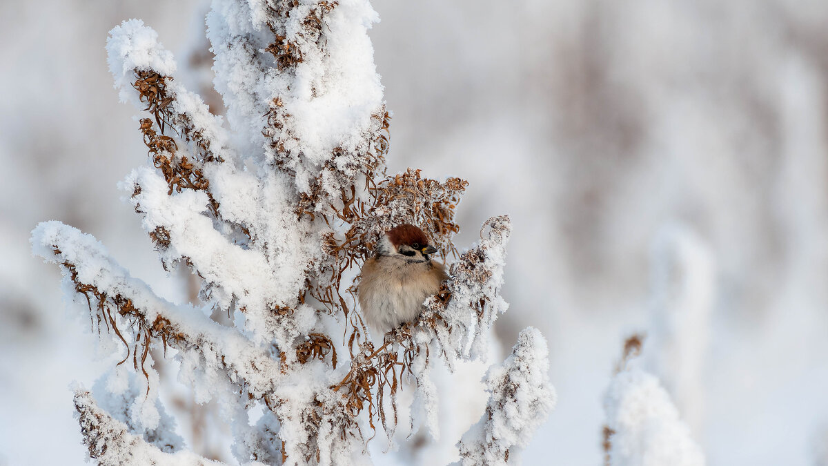 Не найти росы в снегах, воробья на снежных ветках... - Вадим Басов Не найти росы в снегах, воробья на снежных ветках... - Вадим Басов