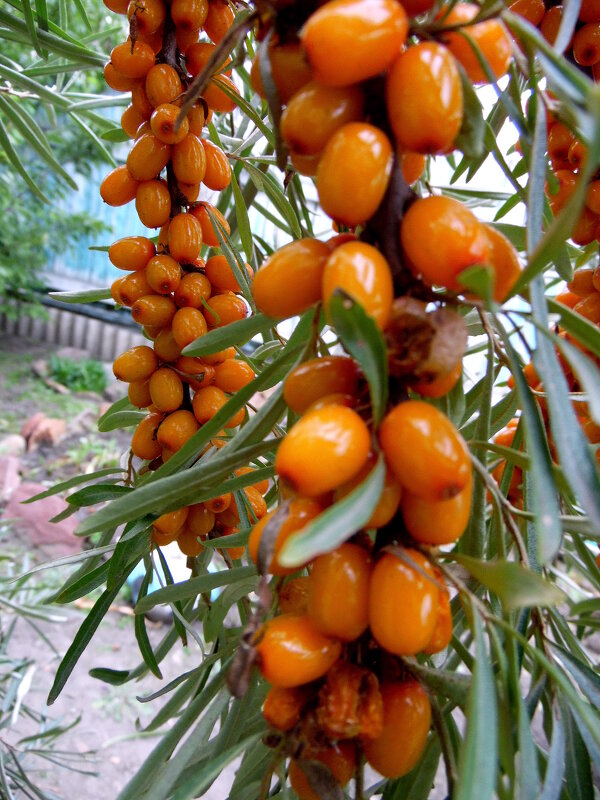 Урожайная облепиха. - nadyasilyuk Вознюк Урожайная облепиха. - nadyasilyuk Вознюк