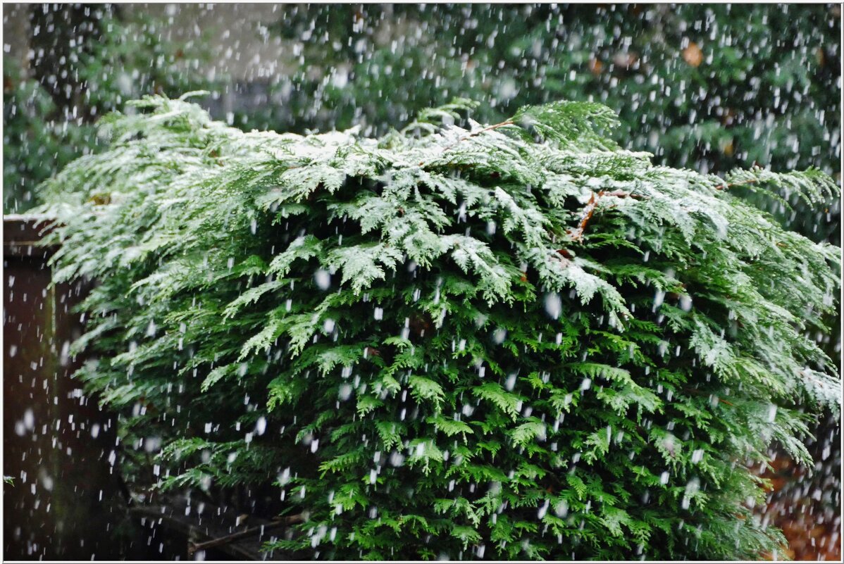 А СНЕГ ИДЁТ... - Elvira E. А СНЕГ ИДЁТ... - Elvira E.