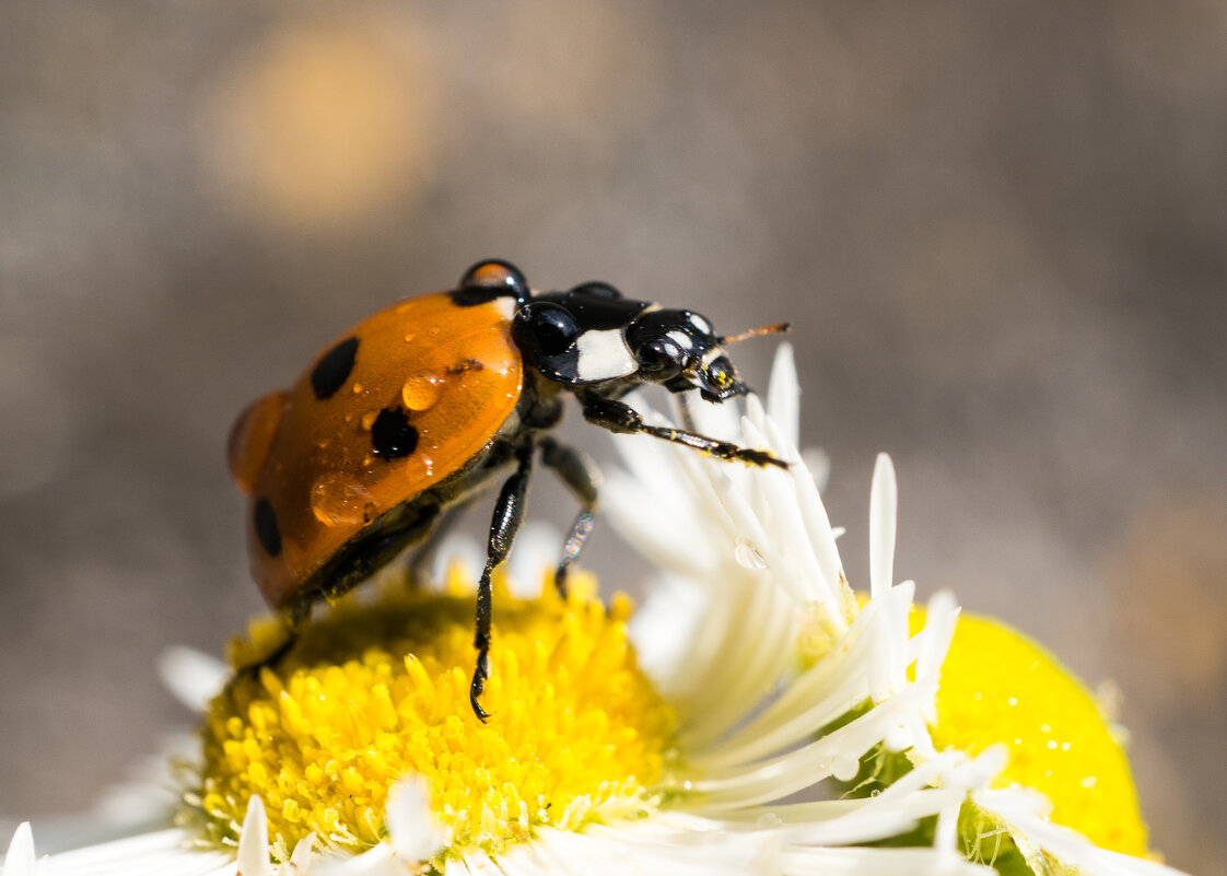 ---- - igor G. ---- - igor G.