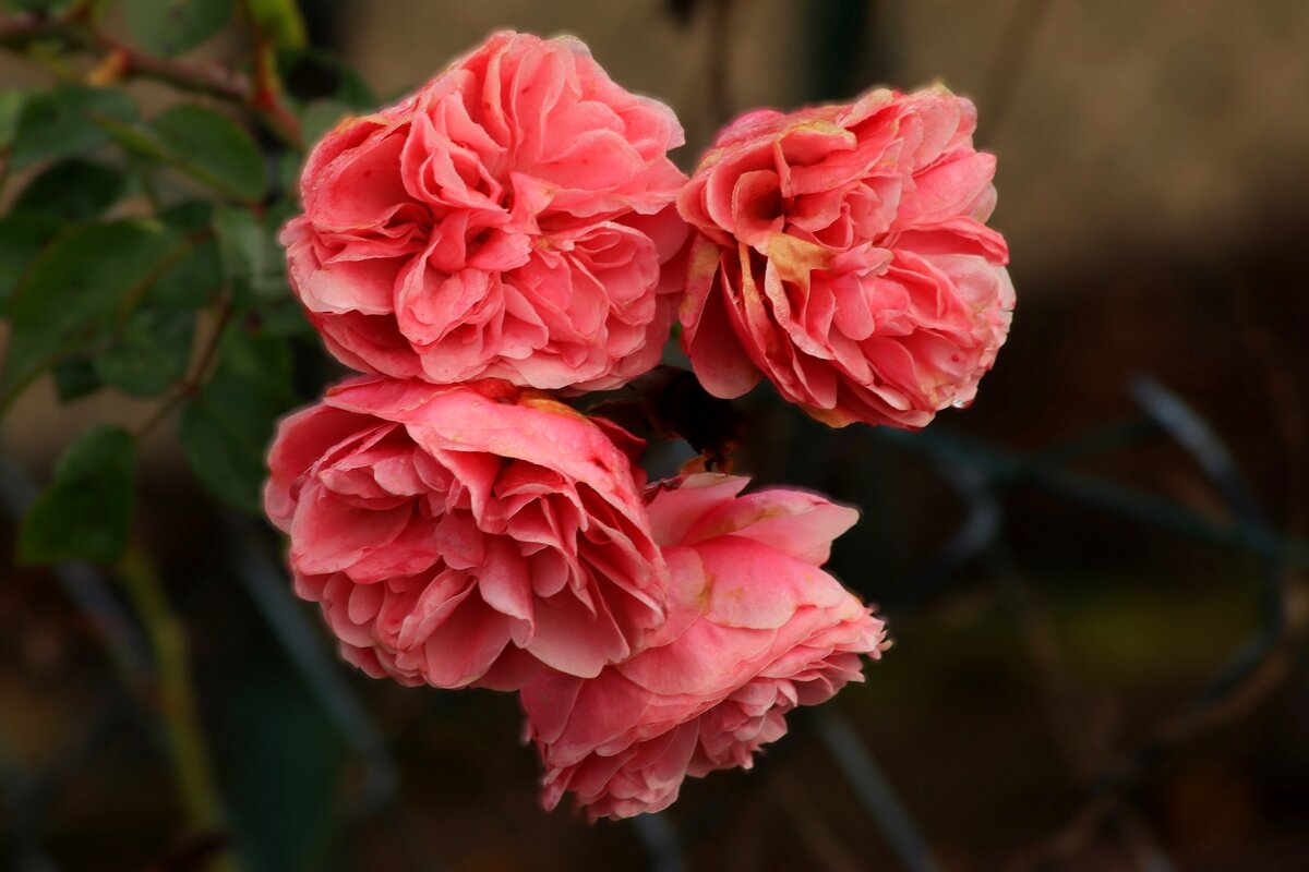 Доброе утро - Юрий. Шмаков