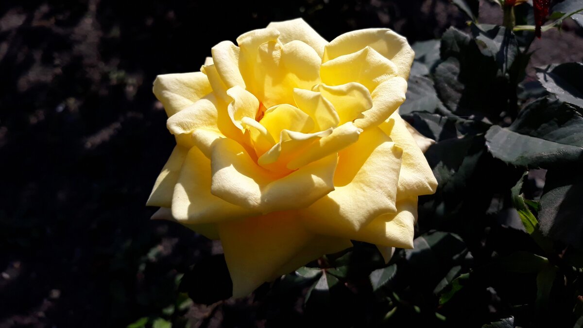 Роза чайно-гибридная Berolina - Hope 