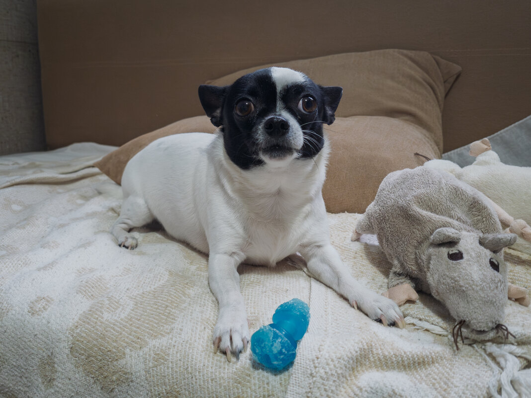 лУна. - Борис Калитенко