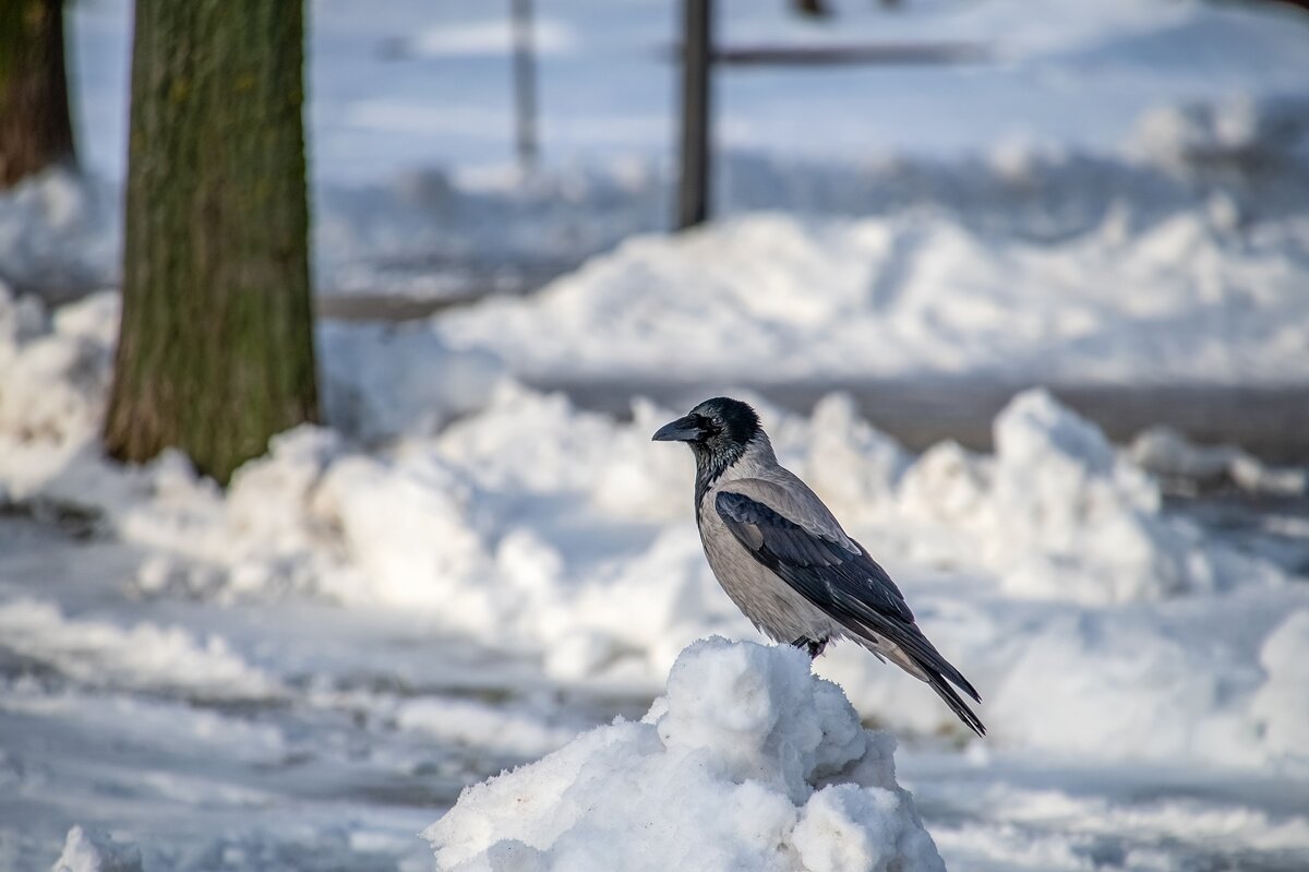 Царь горы - Валерий Иванович Царь горы - Валерий Иванович