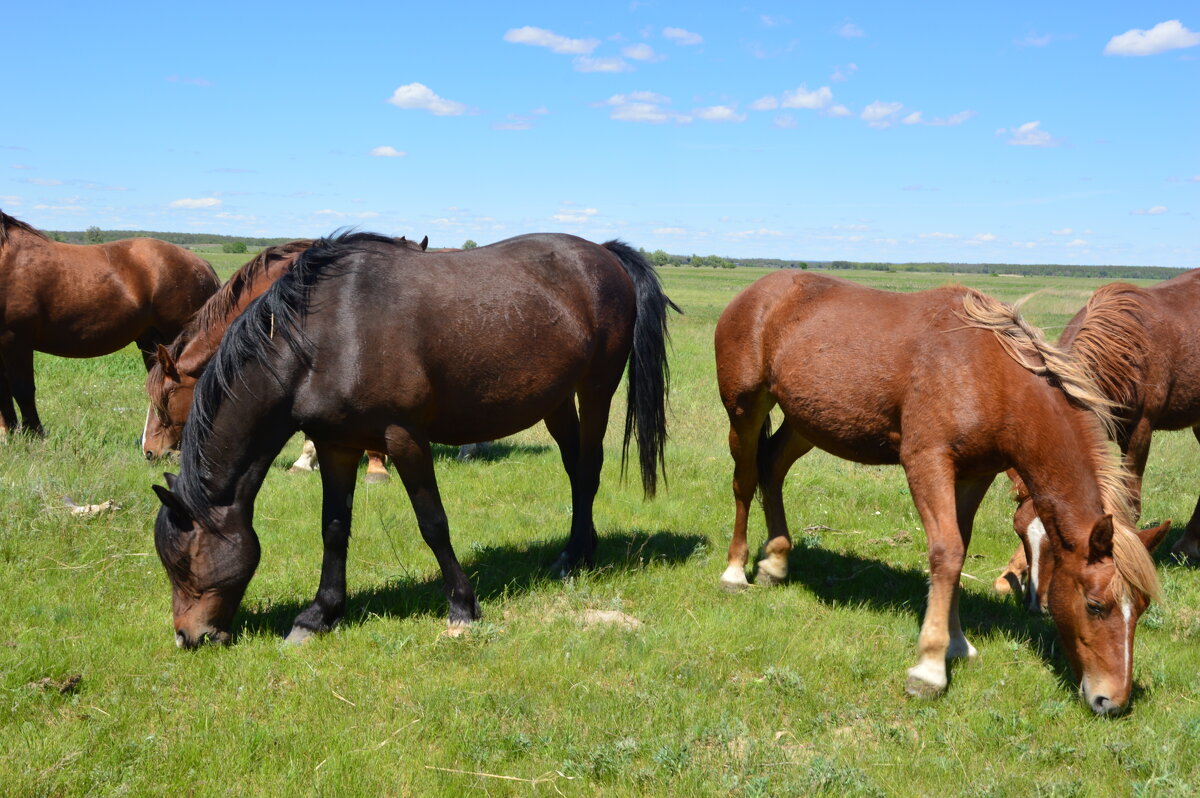 В степи донской. - Виктор 