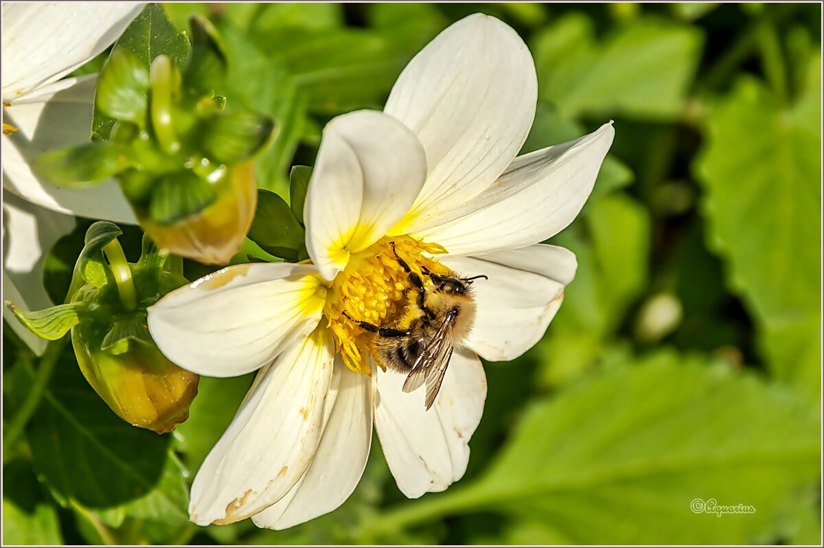 Вспоминая осень - Aquarius - Сергей Вспоминая осень - Aquarius - Сергей