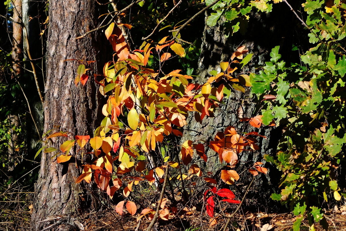 Лесная мозаика - Рита Симонова Лесная мозаика - Рита Симонова