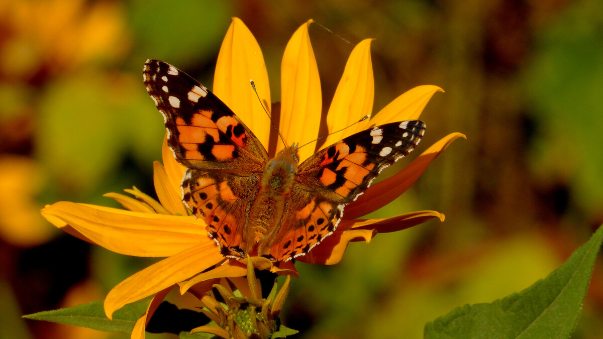 опять про бабочек 117 - Александр Прокудин