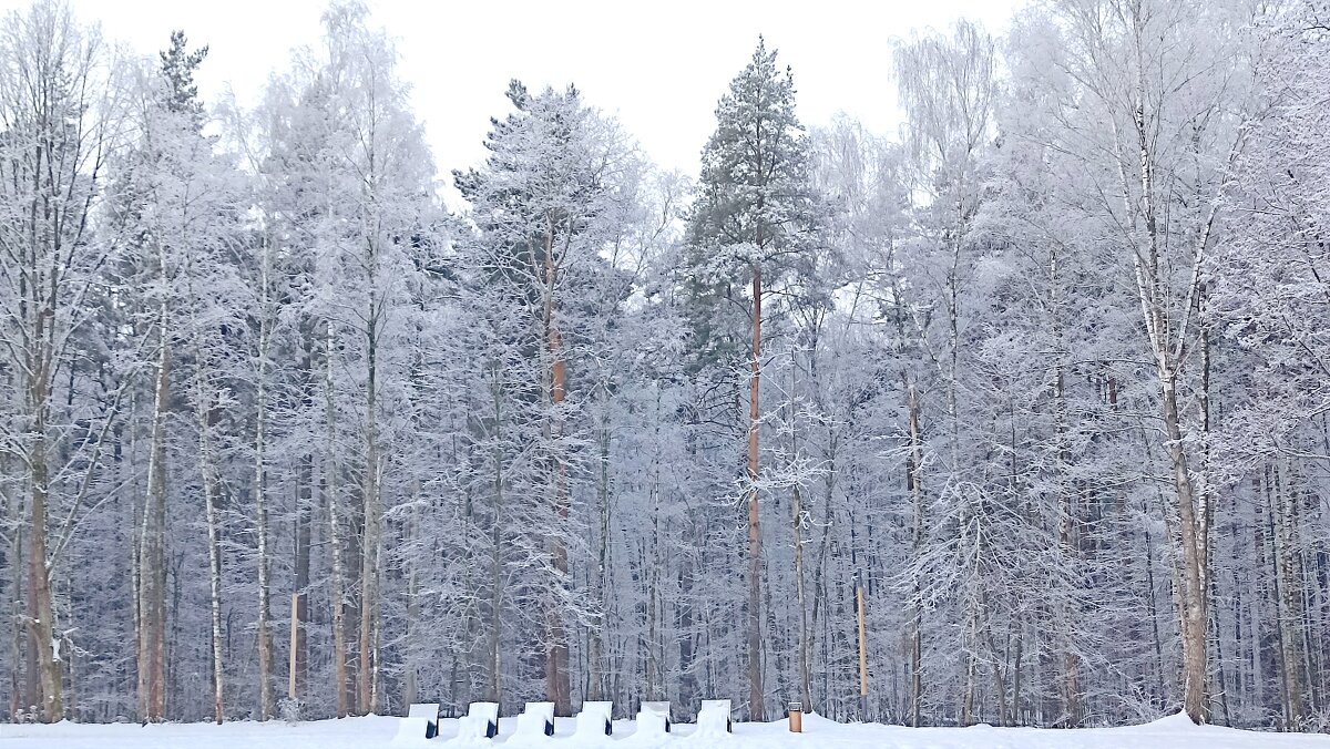 Утро в лесу - Татьяна Тюменка