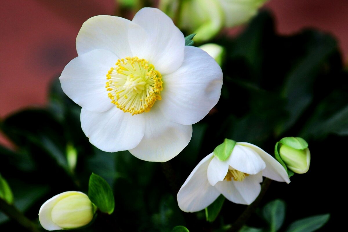 Цветы зимы - Юрий. Шмаков Цветы зимы - Юрий. Шмаков