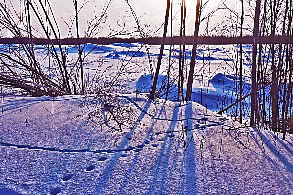 Февраль..Лисьи наброды! - Владимир 