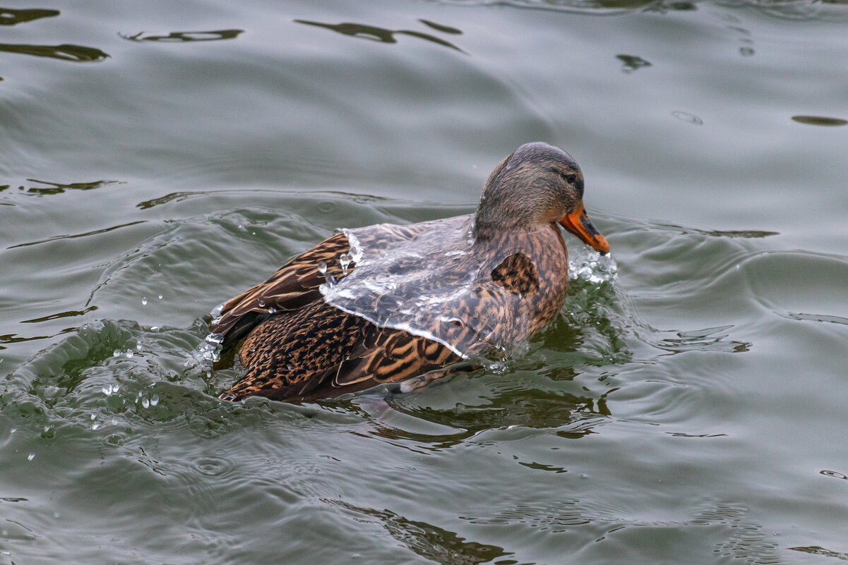 Утка заливная. - Анатолий. Chesnavik.