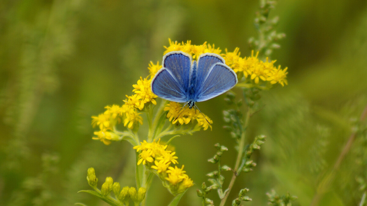 опять про бабочек 126 - Александр Прокудин опять про бабочек 126 - Александр Прокудин