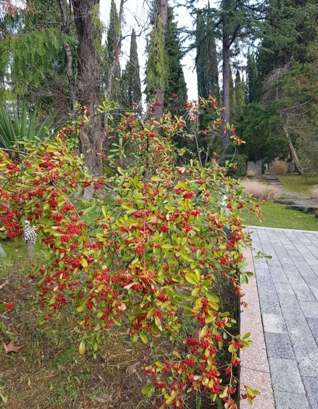 ДЕКАБРЬ - Tata Wolf