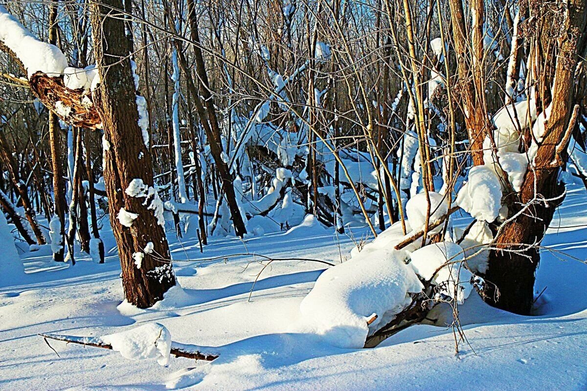 Январь...Солнце после снегопада!. - Владимир 