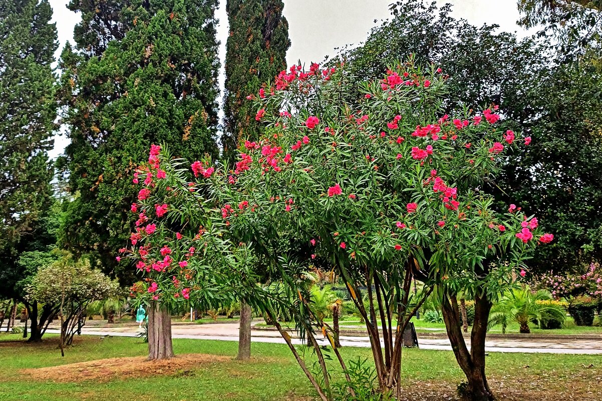 На набережной Махаджиров - Елена (ЛенаРа)