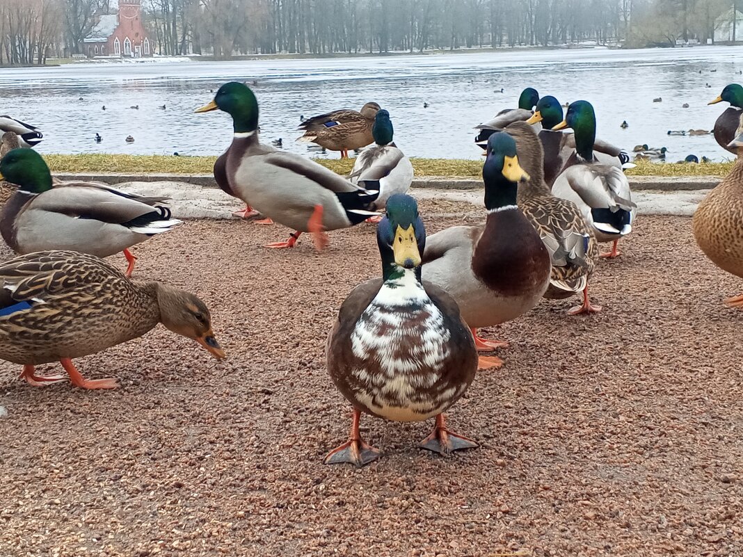 Утки - Сапсан 