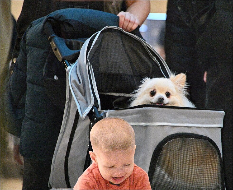 Собака в коляске - Меднов Влад Меднов