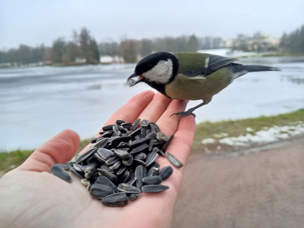 Синица - Сапсан 