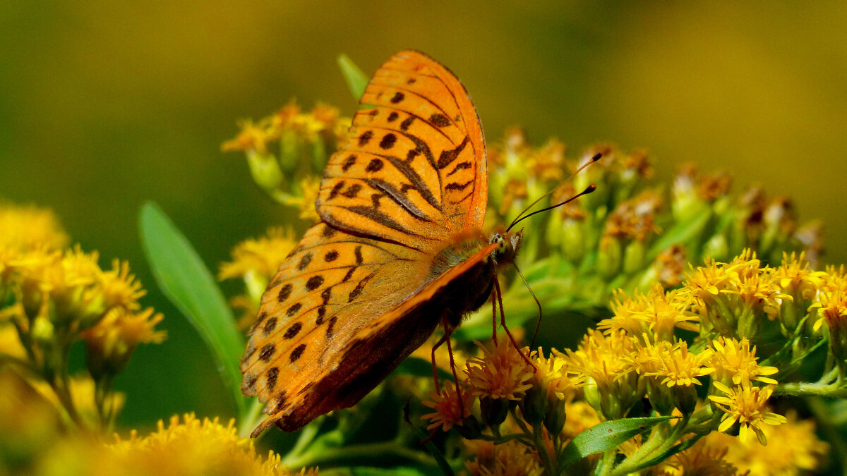 опять про бабочек 139 - Александр Прокудин опять про бабочек 139 - Александр Прокудин