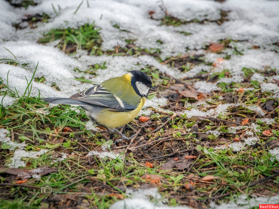 Parus major - Игорь Сарапулов