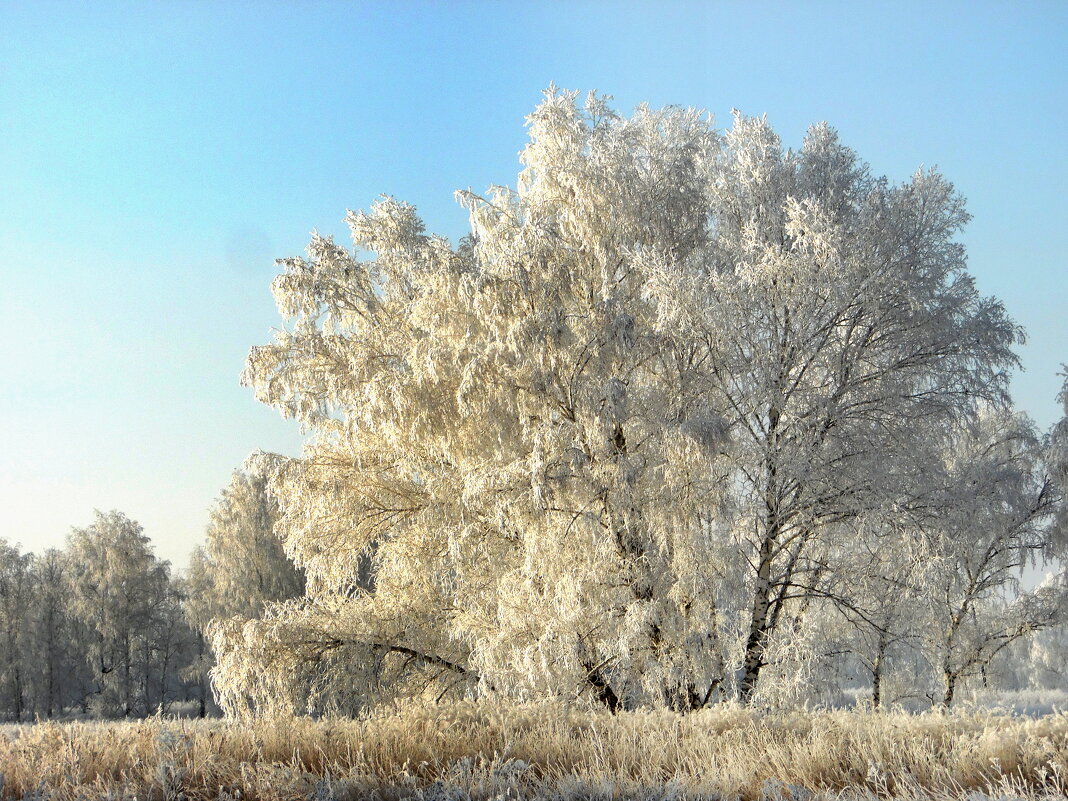 Белая красота. - nadyasilyuk Вознюк