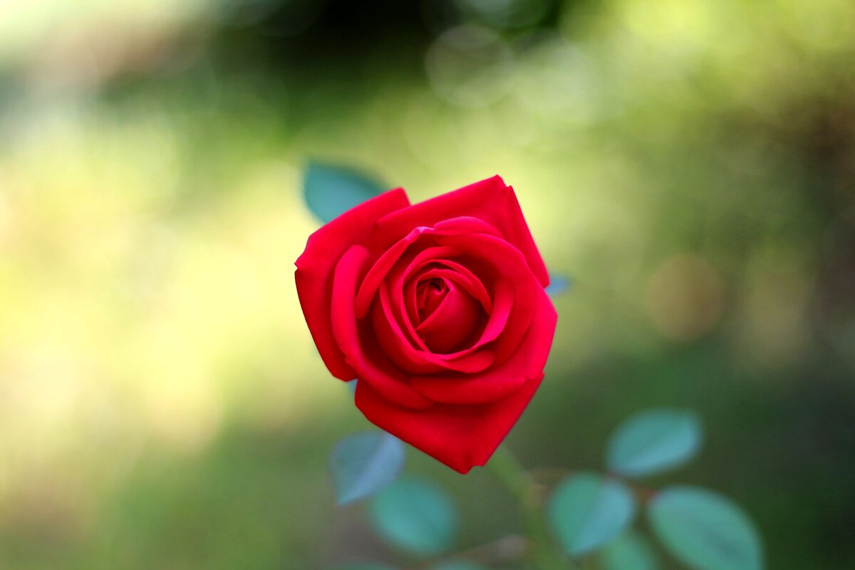 R - Андрей Л. В.