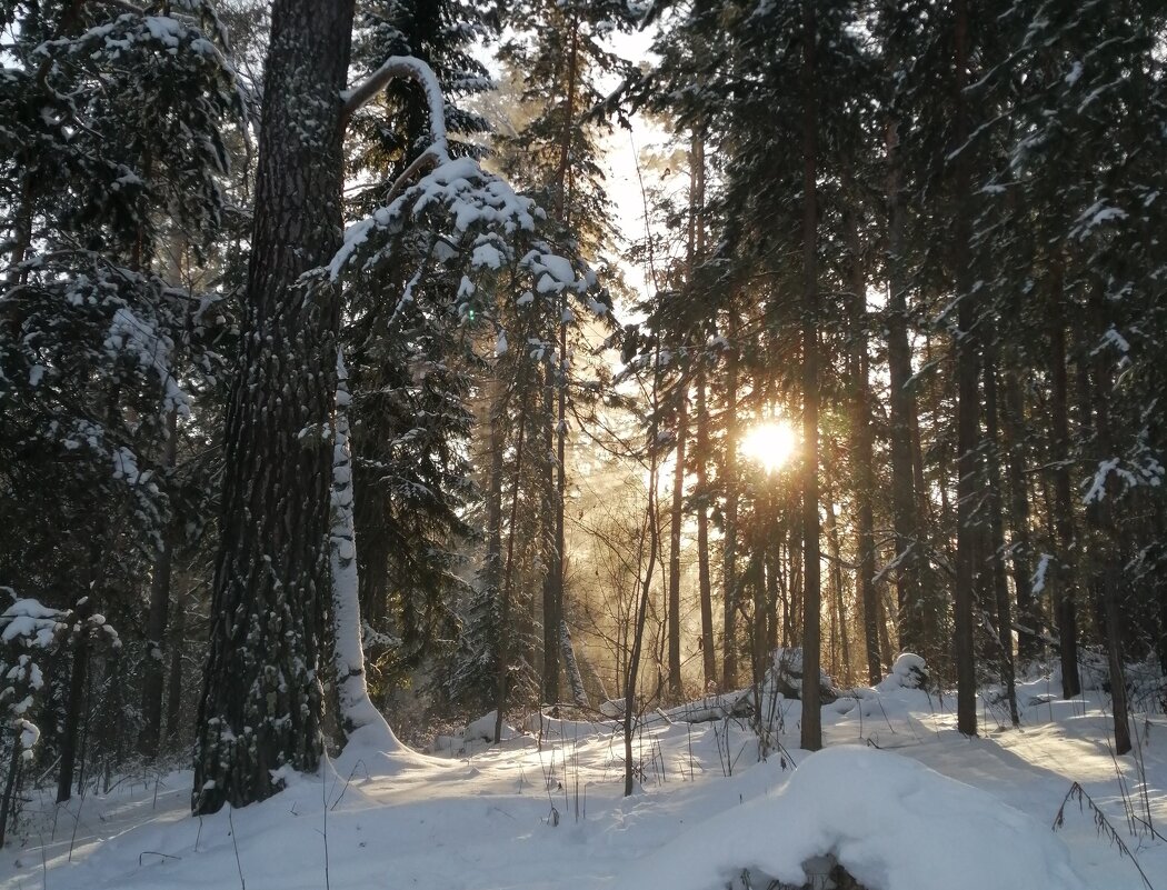 январский денек - Ольга Гомзина