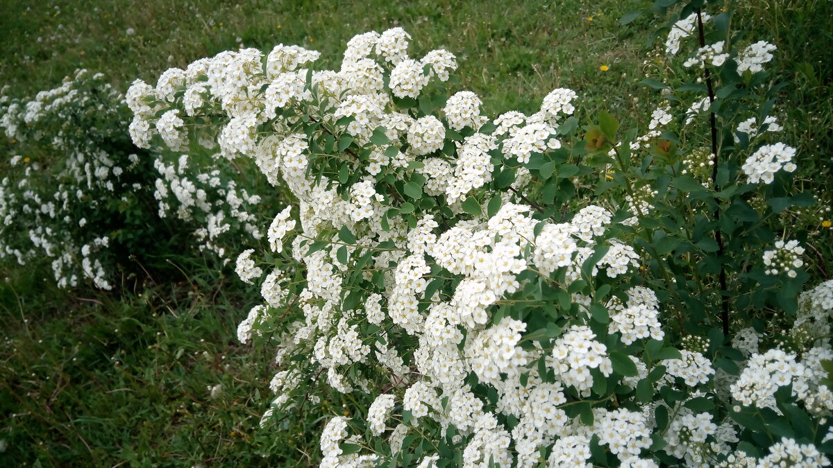 ,,, - Сергей Тимоновский