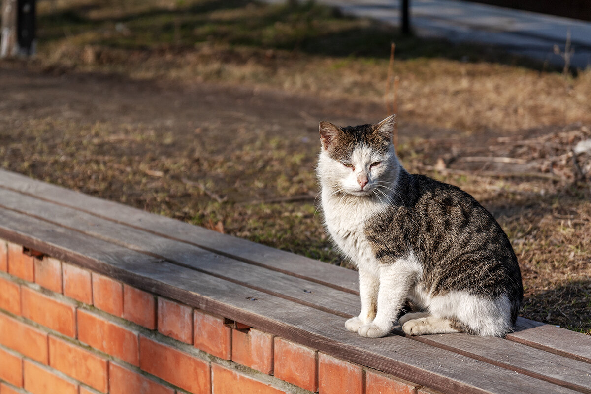 Пионерский - Дмитрий 