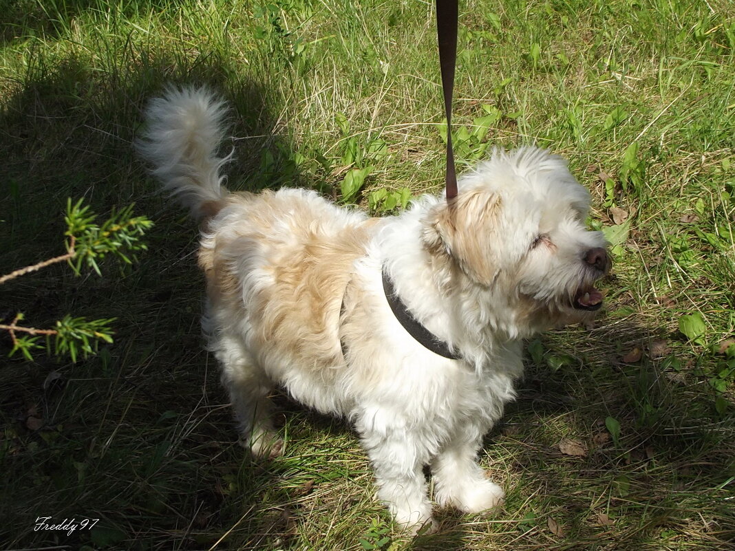 Клёпушка - Freddy 97