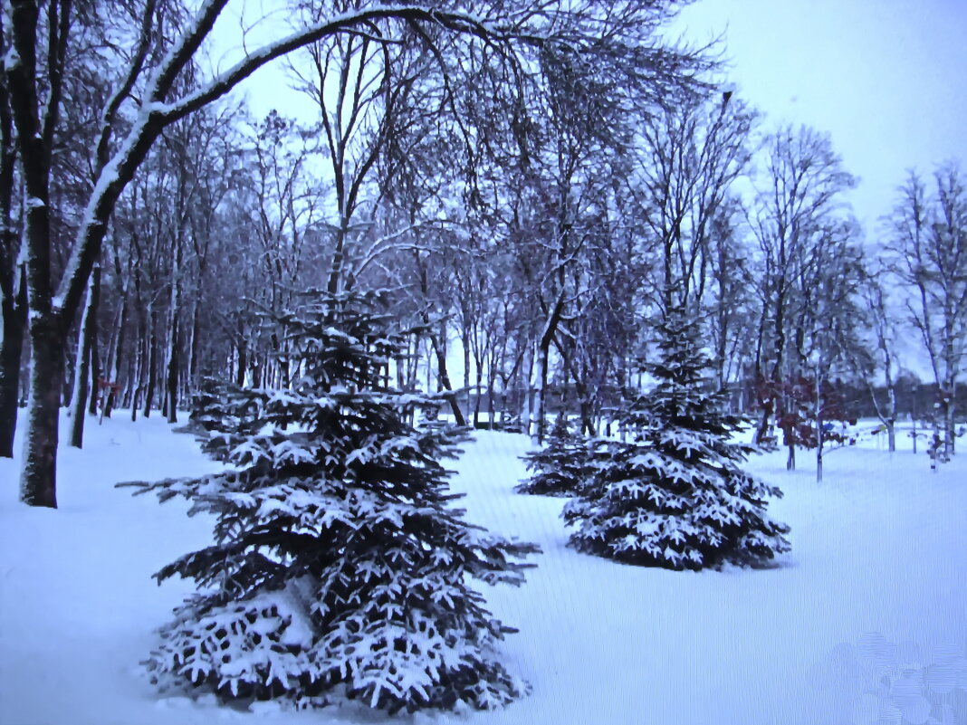 Лесные красавицы - Людмила Смородинская Лесные красавицы - Людмила Смородинская