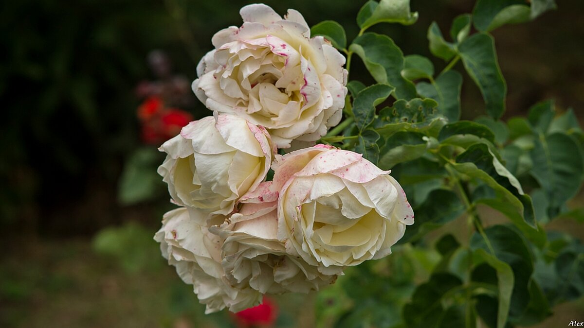 3699 - Alex . 3699 - Alex .