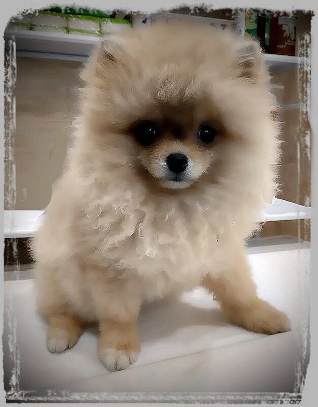 Щенок померанского шпица - Ольга Довженко