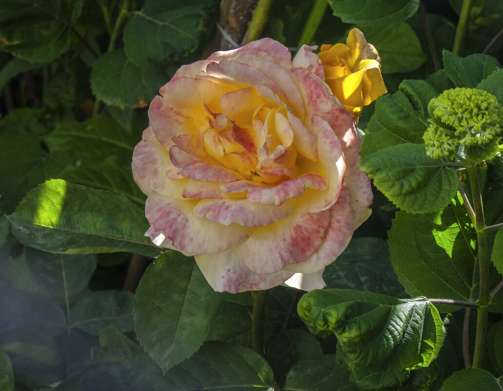 Роза  и лучи  солнца - Валентин Семчишин