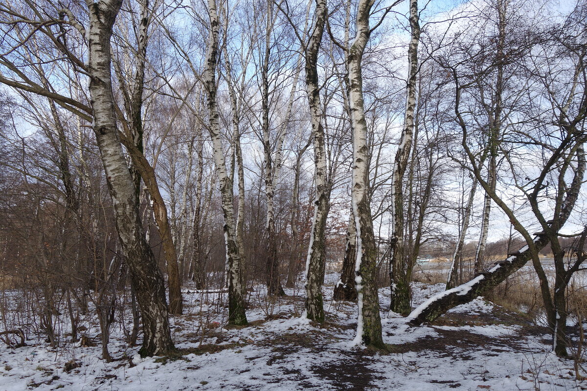Январь, окрестности Калининграда - Рита Симонова Январь, окрестности Калининграда - Рита Симонова