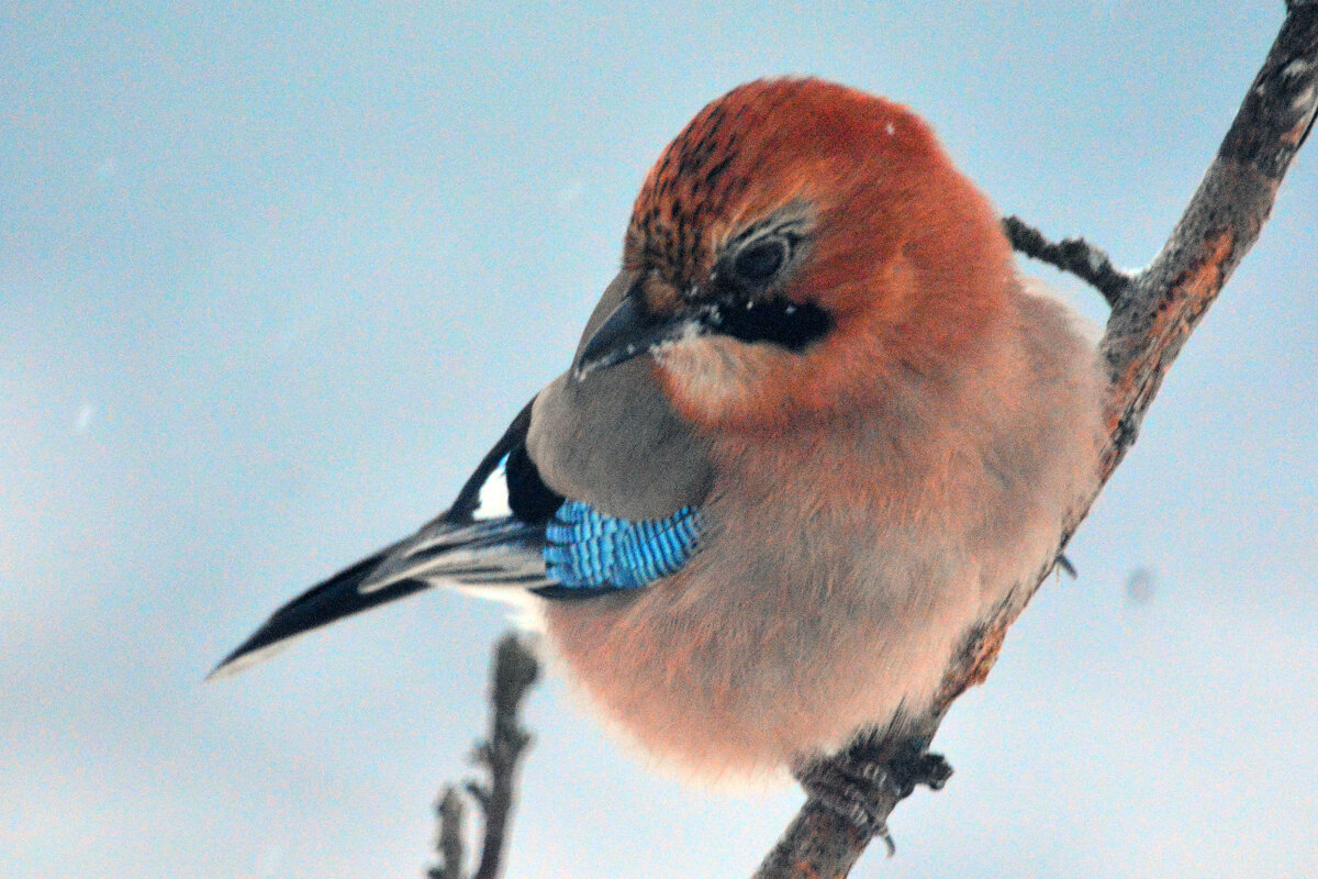 сойка - леонид логинов