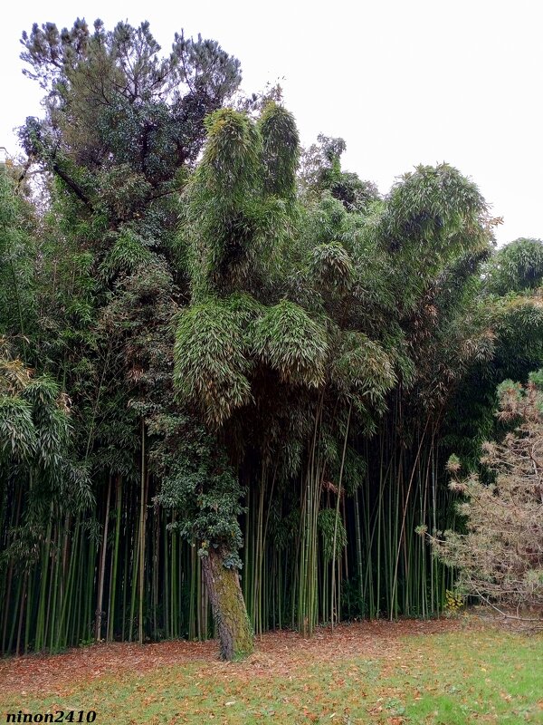 Адлер. Дендропарк "Южные культуры" - Нина Бутко Адлер. Дендропарк "Южные культуры" - Нина Бутко