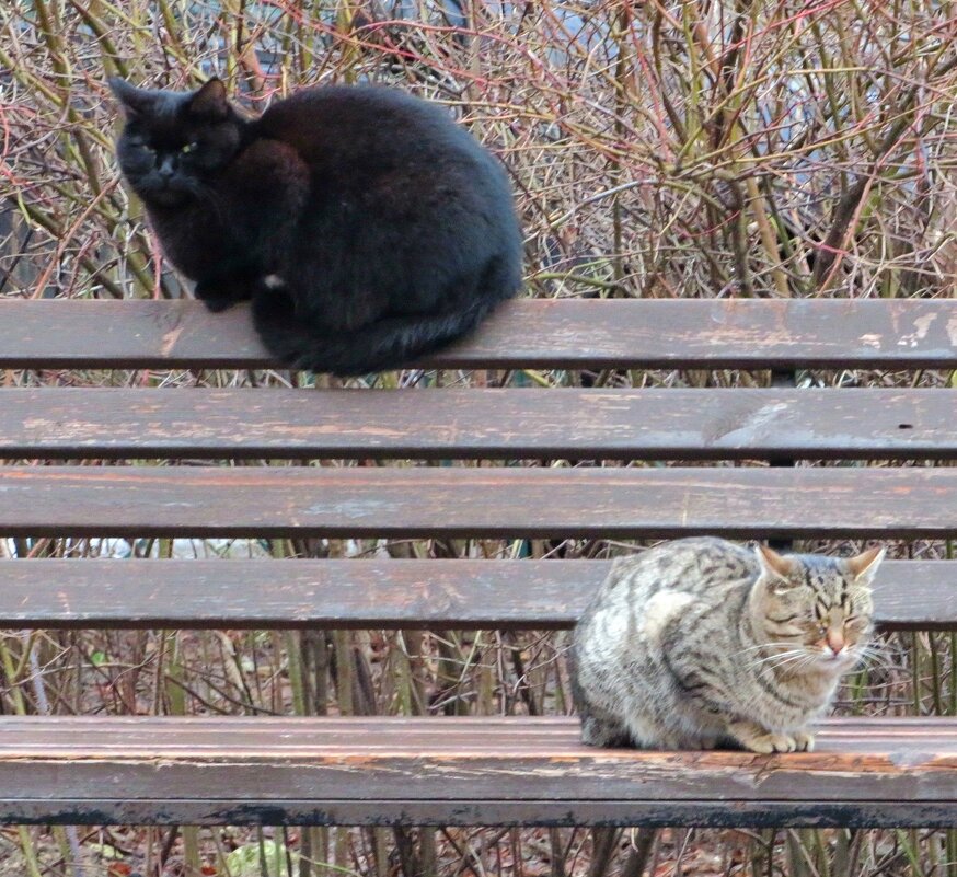 Присели на скамейку - Андрей Снегерёв Присели на скамейку - Андрей Снегерёв