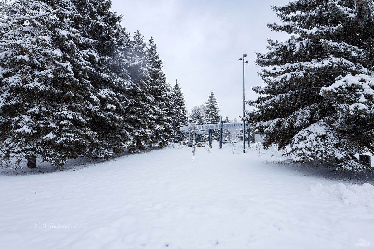 Заснеженные ели - Александр Синдерёв