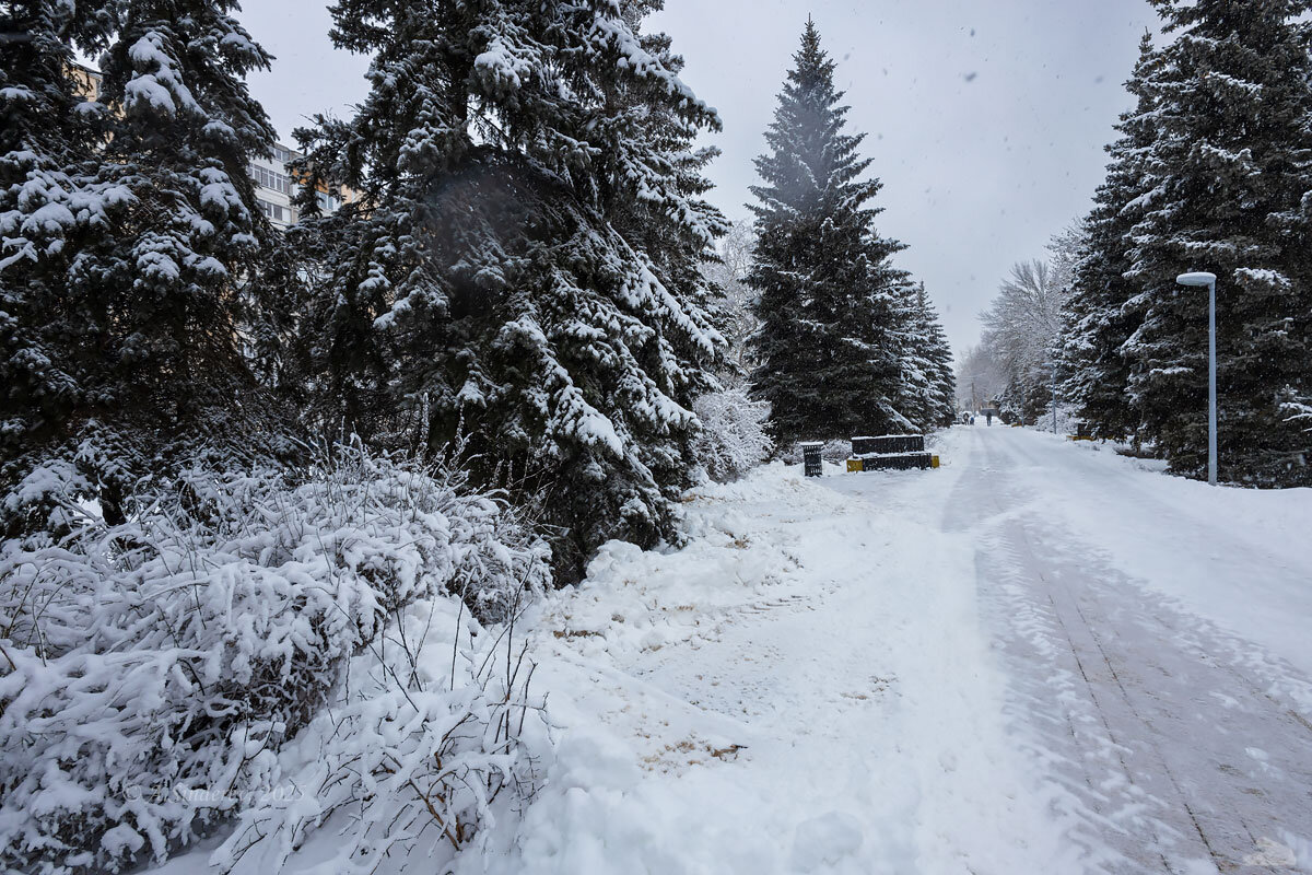 Заснеженная аллея - Александр Синдерёв