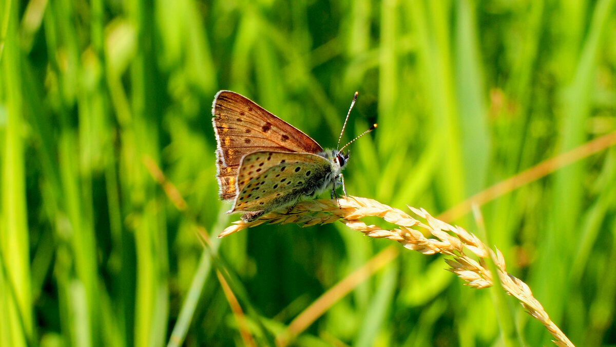 опять про бабочек 223 - Александр Прокудин
