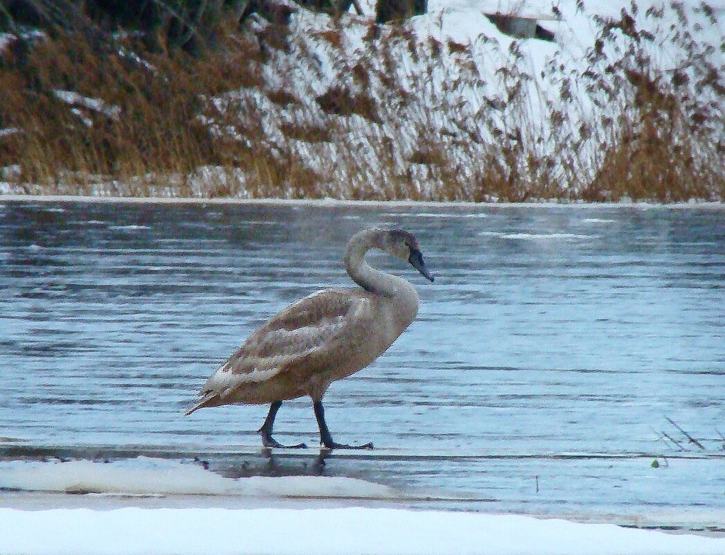 молодой лебедь шипун - gawrilа - dan молодой лебедь шипун - gawrilа - dan
